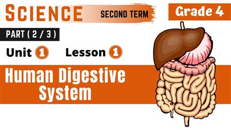 Large Intestine: The large intestine absorbs the water in the nutrient fibers. . G4 digestion